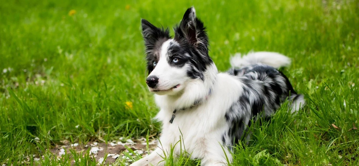 Dog Food Maind Big Image