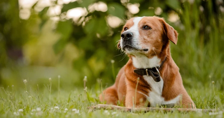 Simplified Silhouette Store