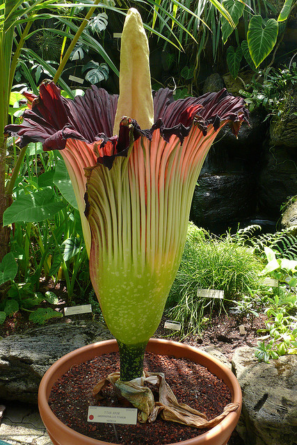 amorphophallus titanum or corpse flower. corpse flower