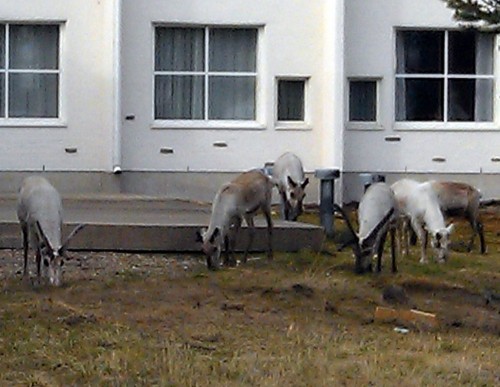 Reindeers outside hotel