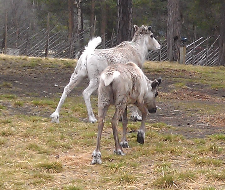 reindeers Sami Park Norway