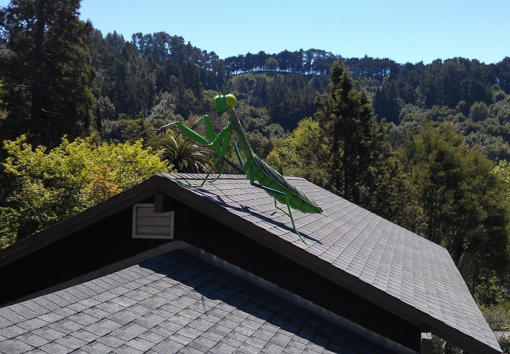Praying Mantis on Roof